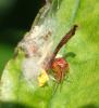Theridion_sl sp.
